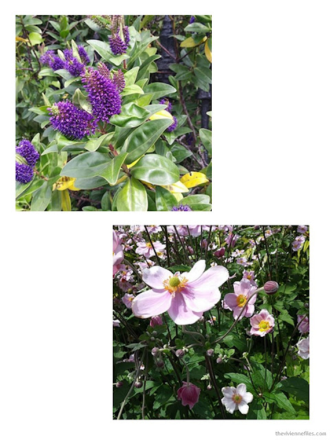 flowers in Dublin August 2017 flowers in Dublin August 2017