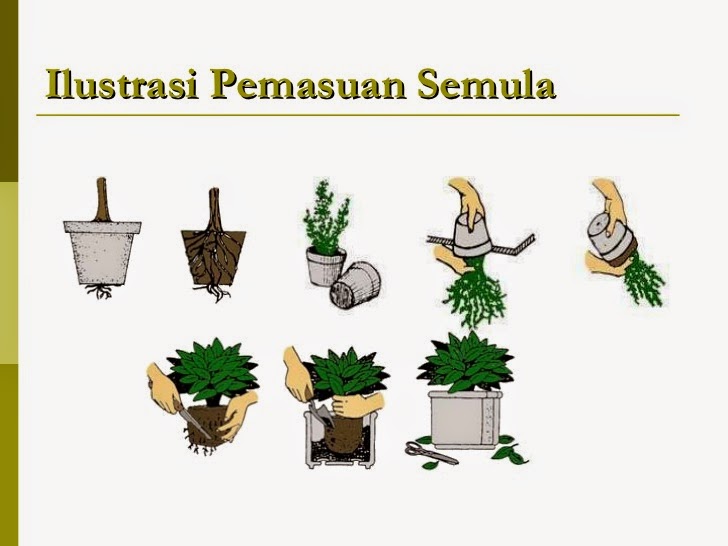 Nukilan Seorang Pelajar Tanaman Hiasan D Ketuk Pasu Perlahan Lahan Supaya Medium Memasu Terendap E Siram Tanaman Hiasan Yang Telah Dipasu Semula Aktiviti Penjagaan