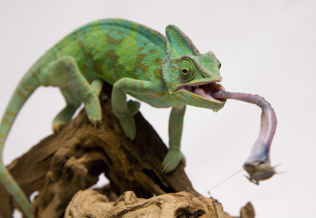 What is a chameleons diet
