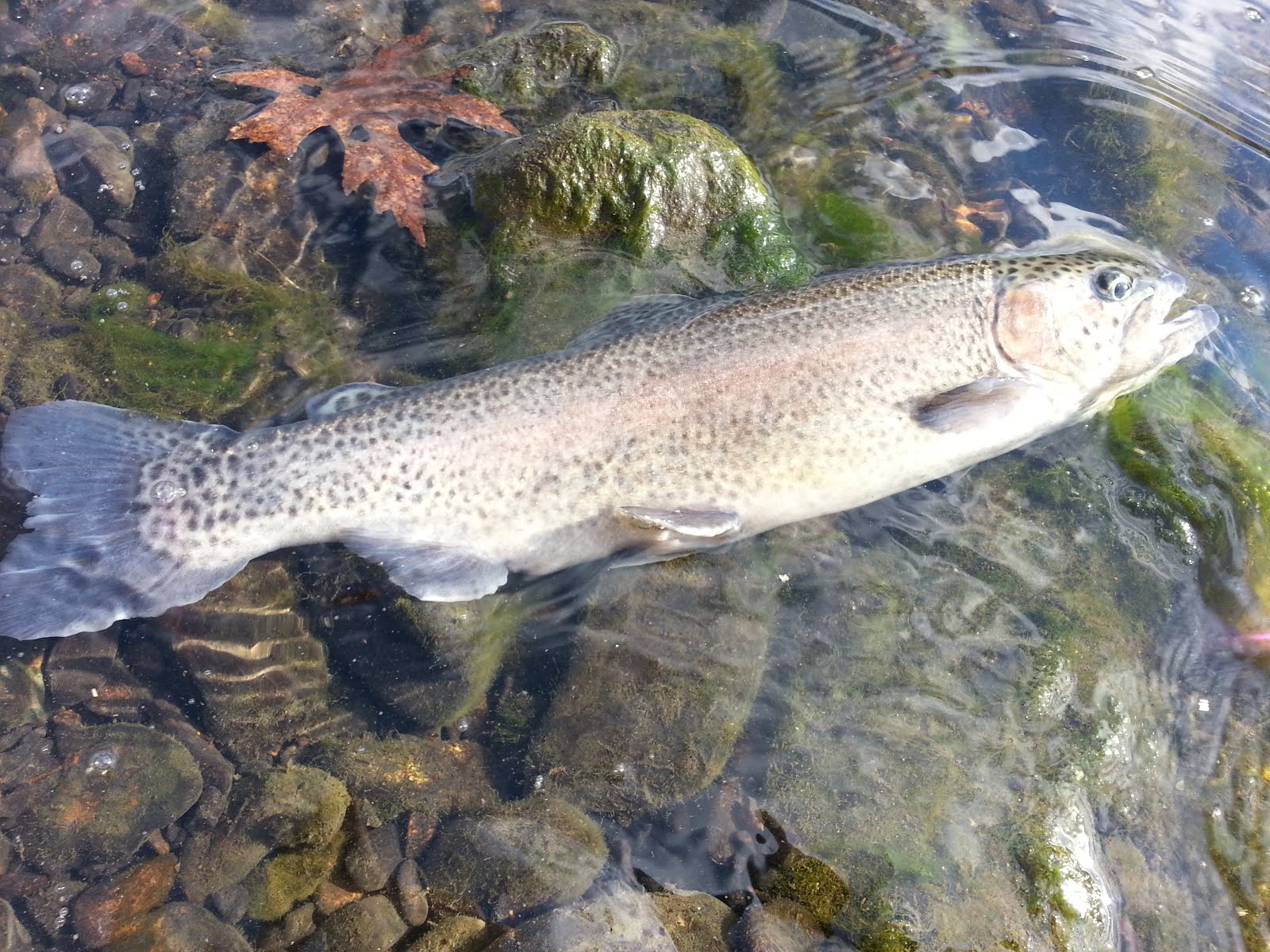 THE FLYJournal fly fishing experience LOWER ILLINOIS RIVER (Gore