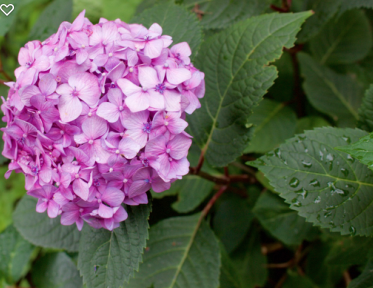 Hydrangea Tips and Tricks | Sweetwater Style
