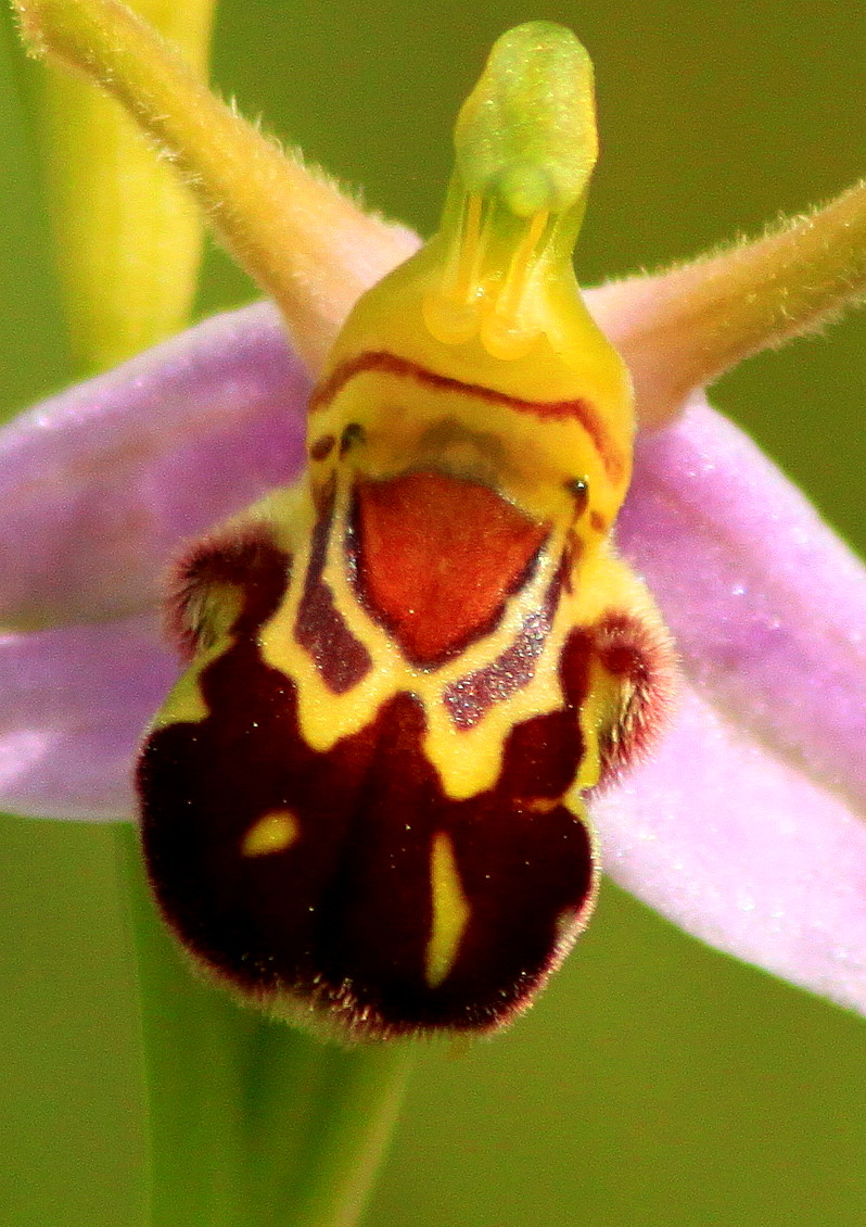 Around the place: Bee orchid What Happens If An Orchid Gets Too Cold
