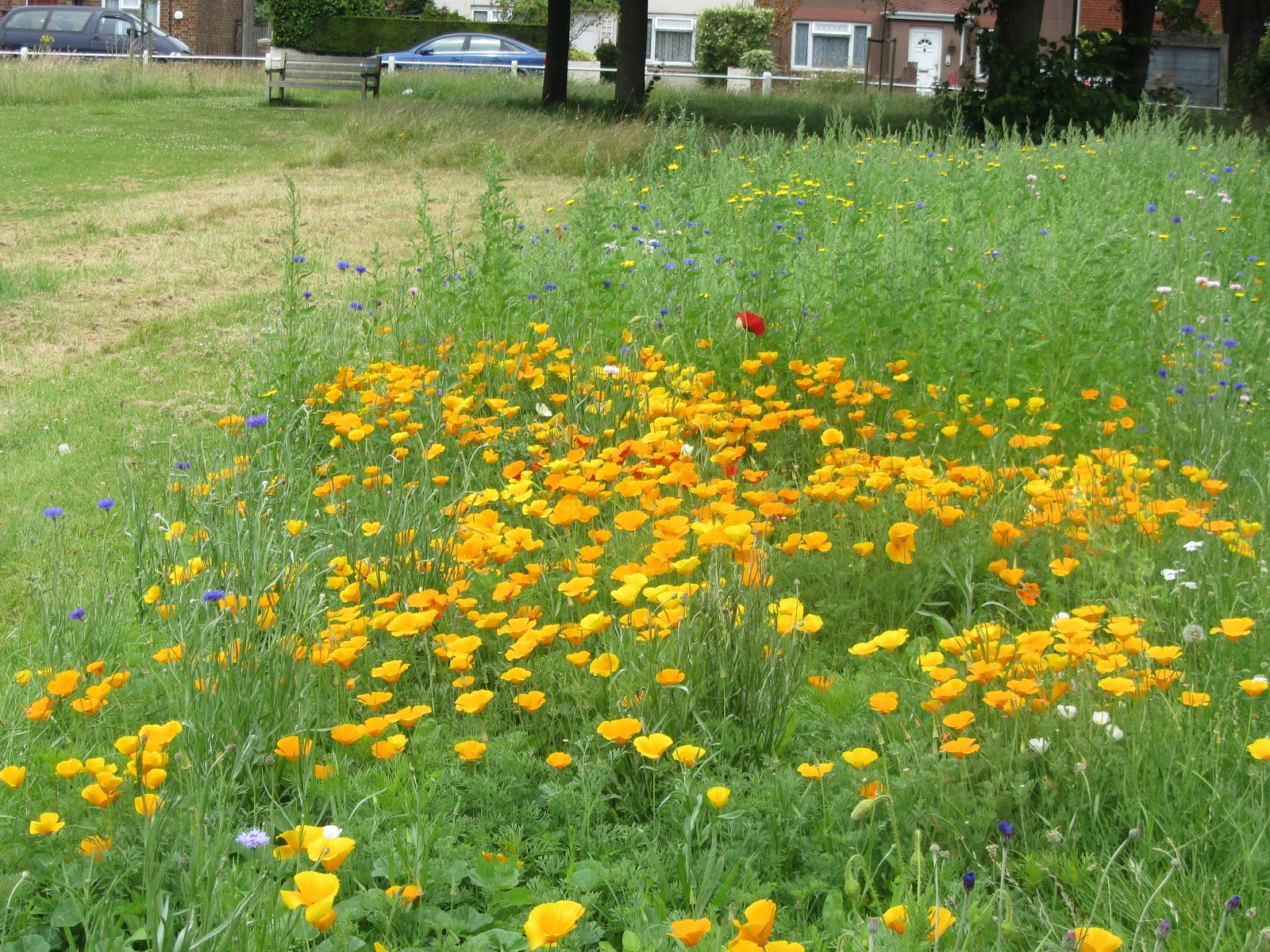 Ham Photos Flowers on Ham Village Green