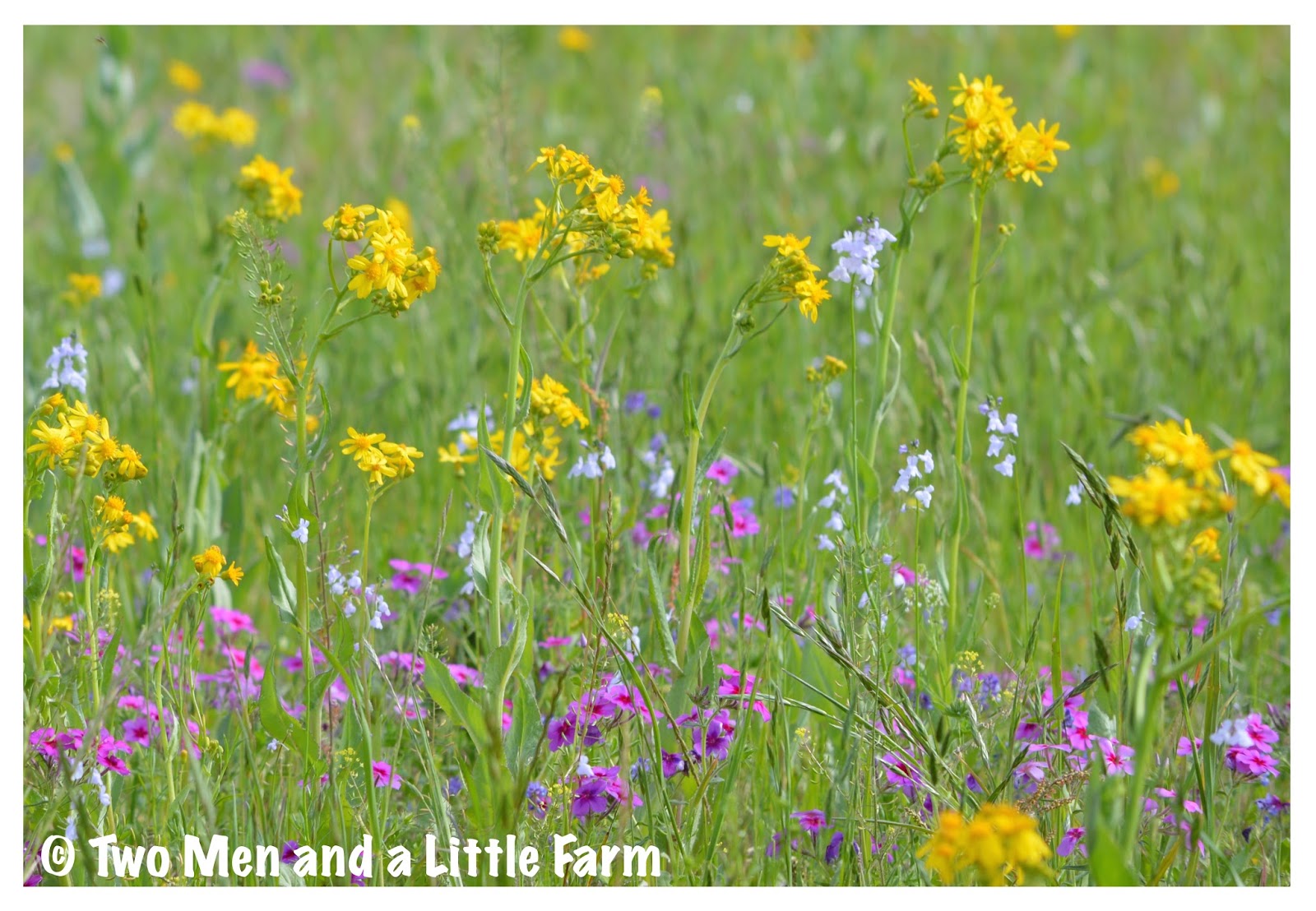 Two Men and a Little Farm WILDFLOWER WEDNESDAY