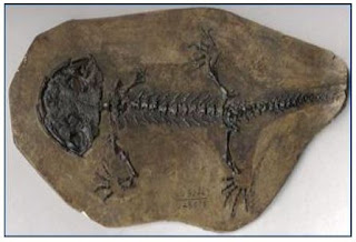 Fosil Zaman Jura Karaurus sharovi