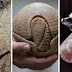 20 fotos que confirmam que o mundo é fascinante e nunca deixa de nos surpreender