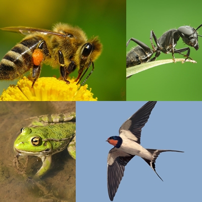 INFOMETEOLOSBARRIOS: ANIMALES Y PLANTAS QUE PREDICEN EL TIEMPO.