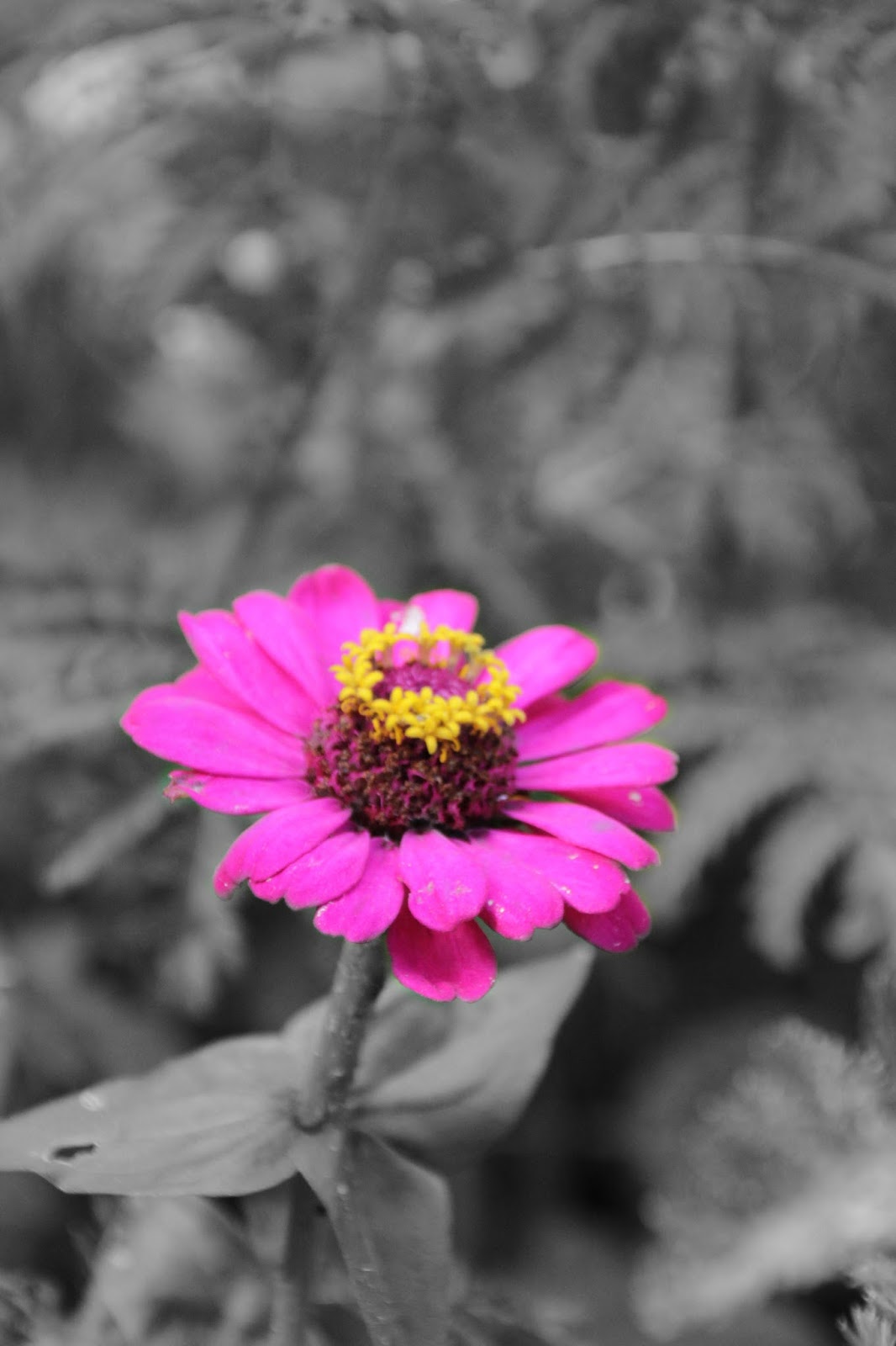 Exercise 13 Principles of Design Emphasis Emphasis Through Color