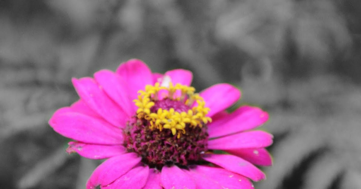 Exercise 13 Principles of Design Emphasis Emphasis Through Color