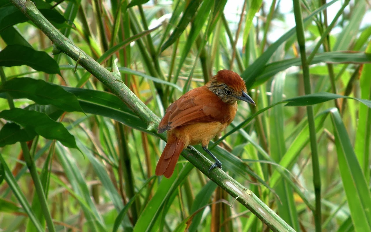 Barred-Antshrike (Thamnophilus doliatus) A perched female Barred-Antshrike (Thamnophilus doliatus) A perched female