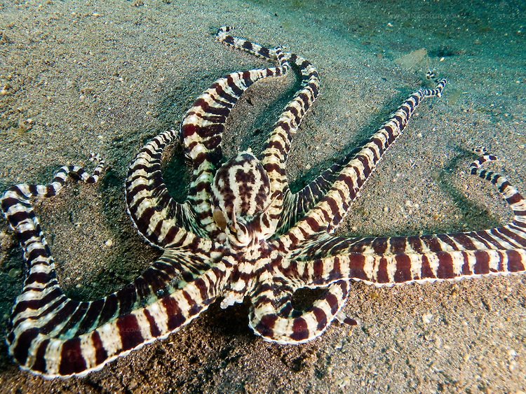 Little Earth Gnomes of Sabah Just Like an Xman, The Mimic Octopus.