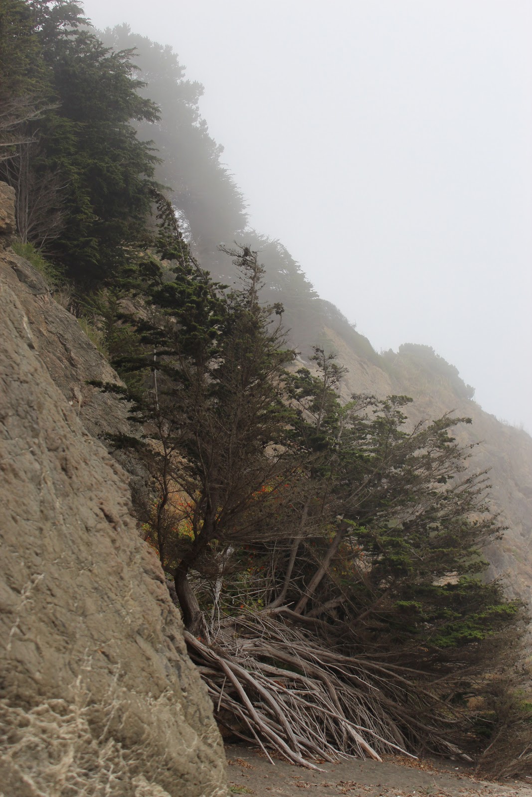 Gardens in Strange Places