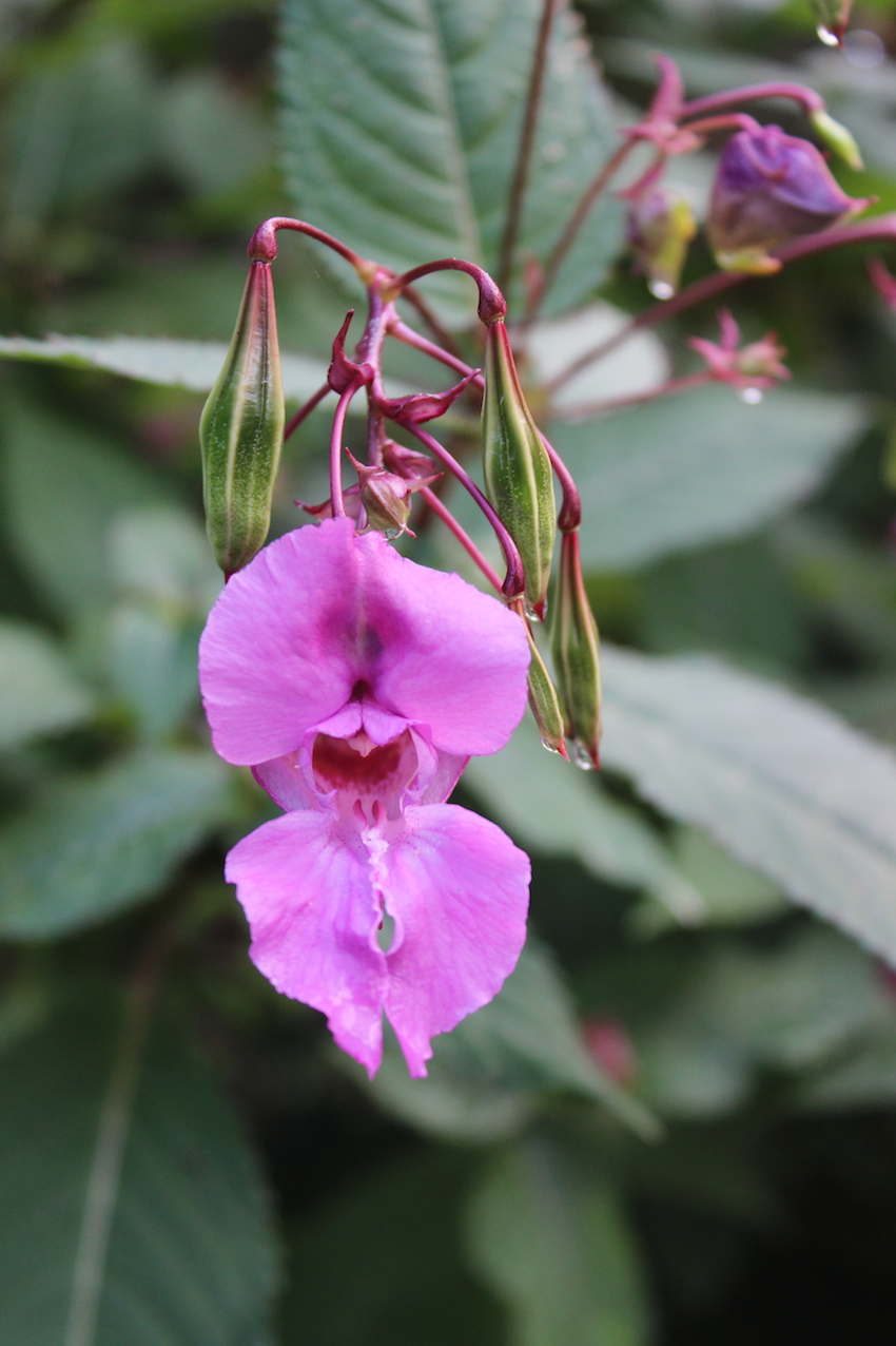 Heave And Hoe The Invasive Butterfly Bush