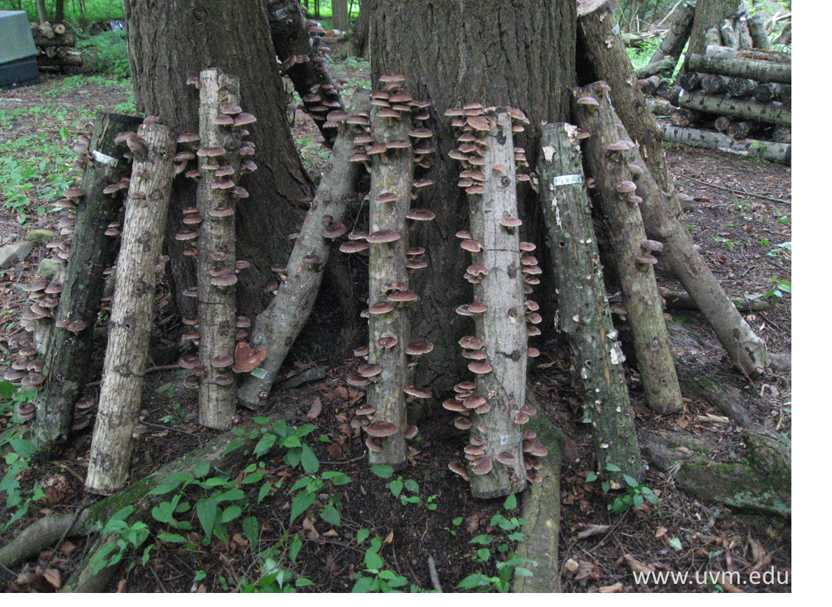 The Crescent City's Green Thumb Shiitake Mushroom Inoculation