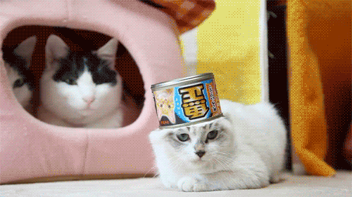 Funny cats - part 214, cat gifs, cat gif, adorable cat gifs