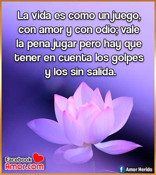 frases bonitas de la vida frases bonitas de la vida