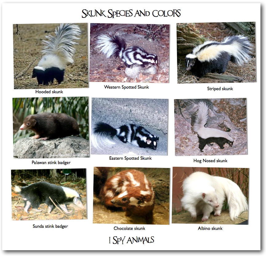 I Spy Animals 201104