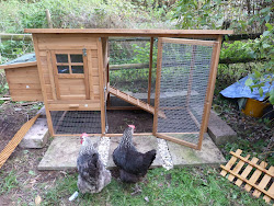 coop chicken inside cool them invite perhaps oh come round visit