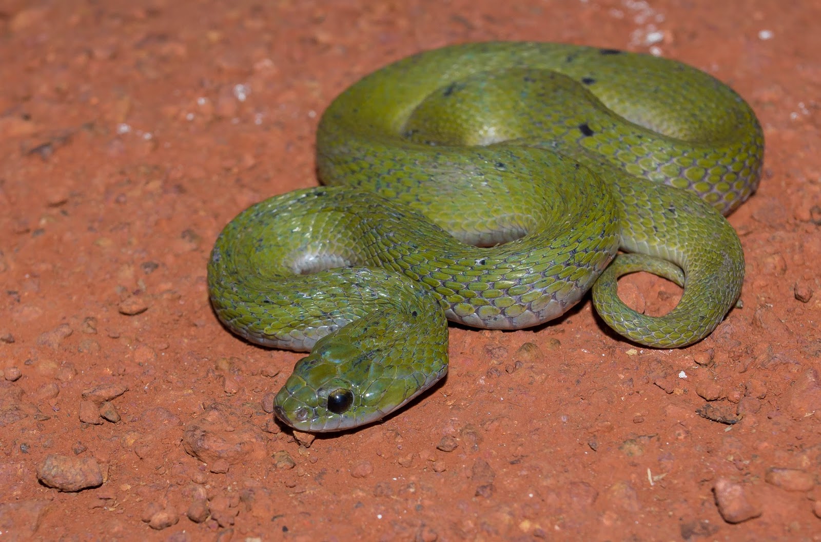 Snakes Snakes In India