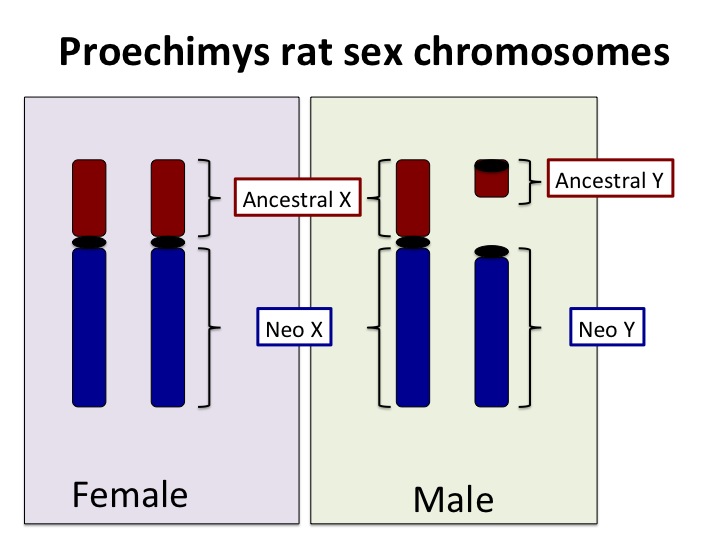 chromosomes in sex humans Multiple