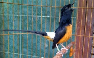 murai batu burung murai batu, murai batu