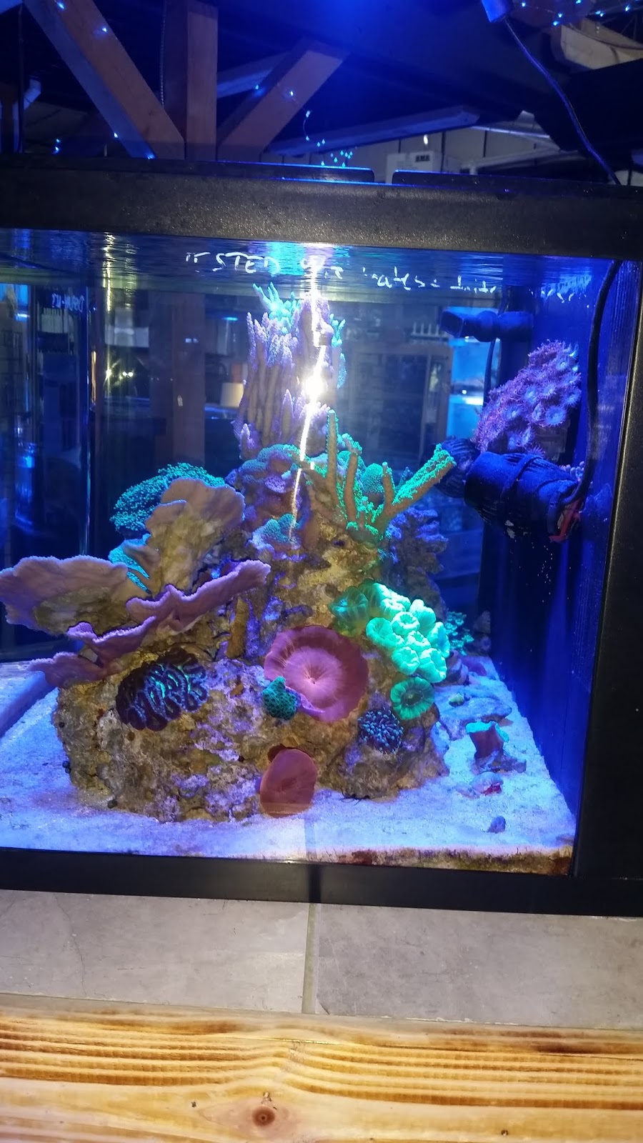 Explore Colorado Elite Reef Saltwater Fish Store The New Location