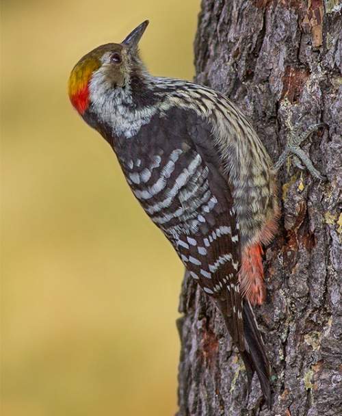 Birds of India - Photo of Brown-fronted woodpecker - Leiopicus auriceps