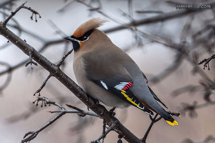 El Herrerillo: Ampelis europeo (Bombycilla garrulus)