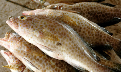 Jenis Jenis Ikan Konsumsi Dan Gambarnya Ikan Kerapu Jenis Ikan Konsumsi Dan Gambarnya