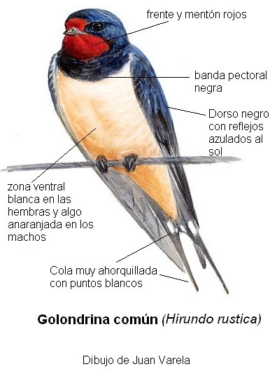 Palabras encadenadas - Página 25 Golondrina%2Bcom%25C3%25BAn