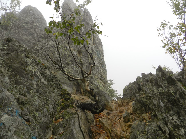 Национальный парк Таганай берёзка на вершине Двуглавой сопки