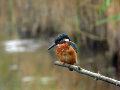 Kingfisher