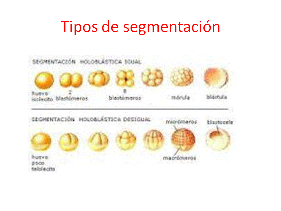 Biología Del Ies Pedro Gomez Proceso De Desarrollo Embrionario De