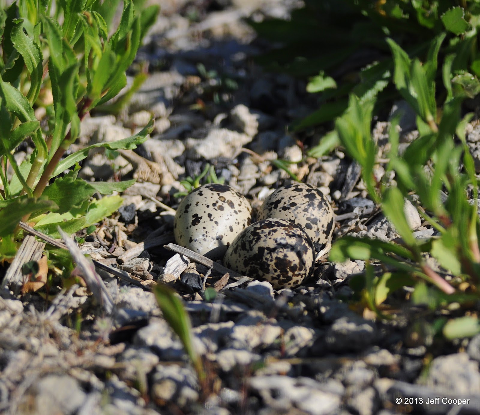 NeoVista Birds and Wildlife Killdeer Eggs, Chicks and Osprey Nest Building