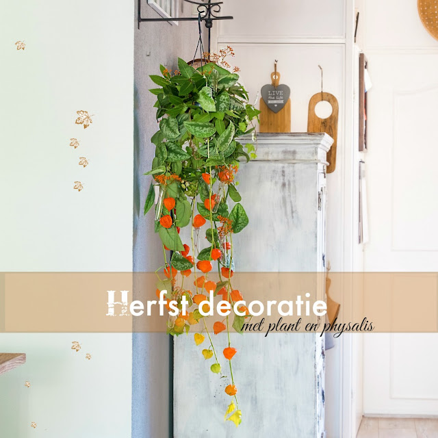 Autumn decoration with plant and physalis (lanterns) Autumn decoration with plant and physalis (lanterns)