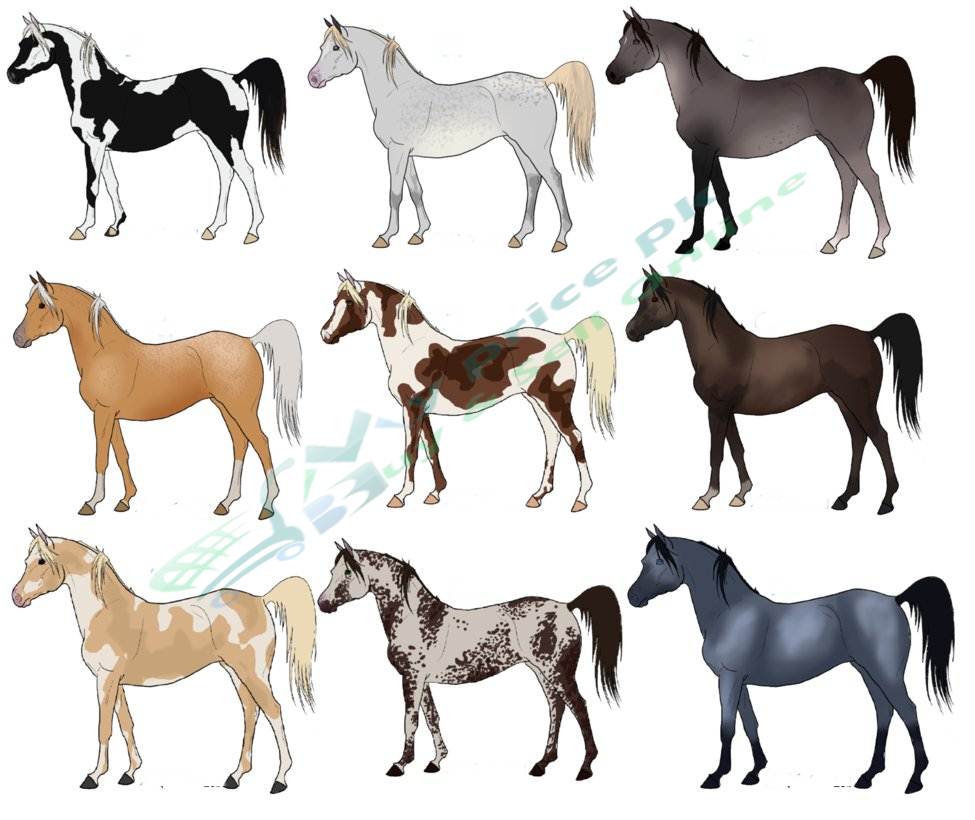 Que Son Los Caballos