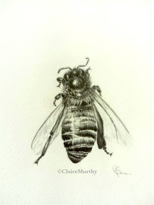Realistic sketch of a honey bee. Nature drawing workshops.