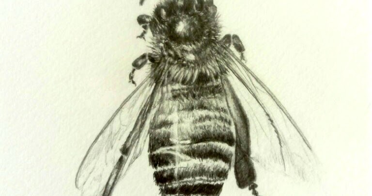 Sketching and Drawing Bees