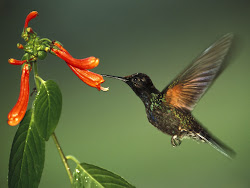 humming birds bird wallpapers flying