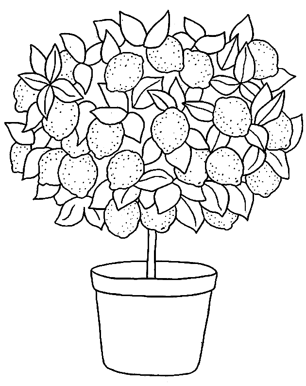Lemon Trees Black And White Coloring Pages 1