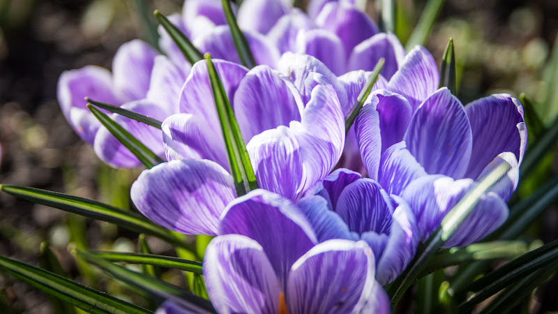 Crocuses