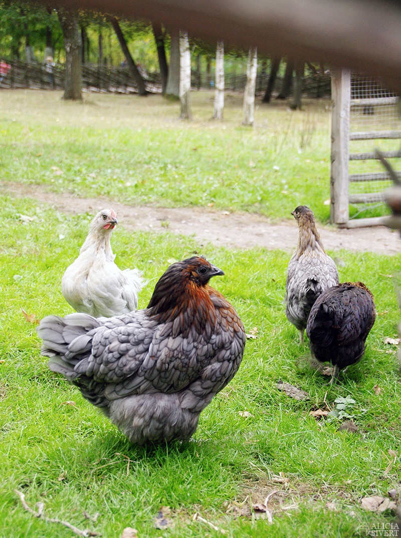 Poultry at Skansens höstmarknad, photo by Alicia Sivertsson.