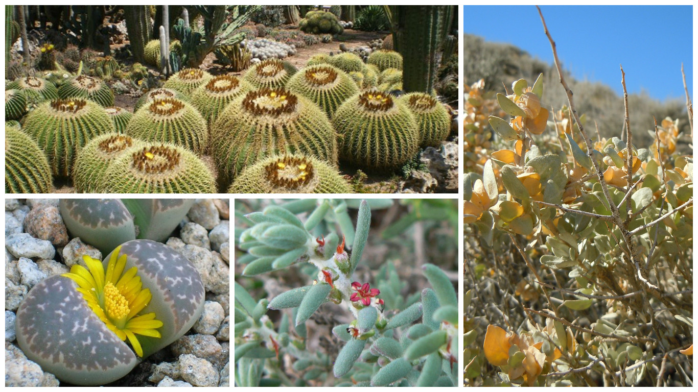 Ecosistema Del Desierto O Desrtico Caractersticas