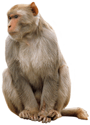 Monyet Monkey png (Transparent Background)