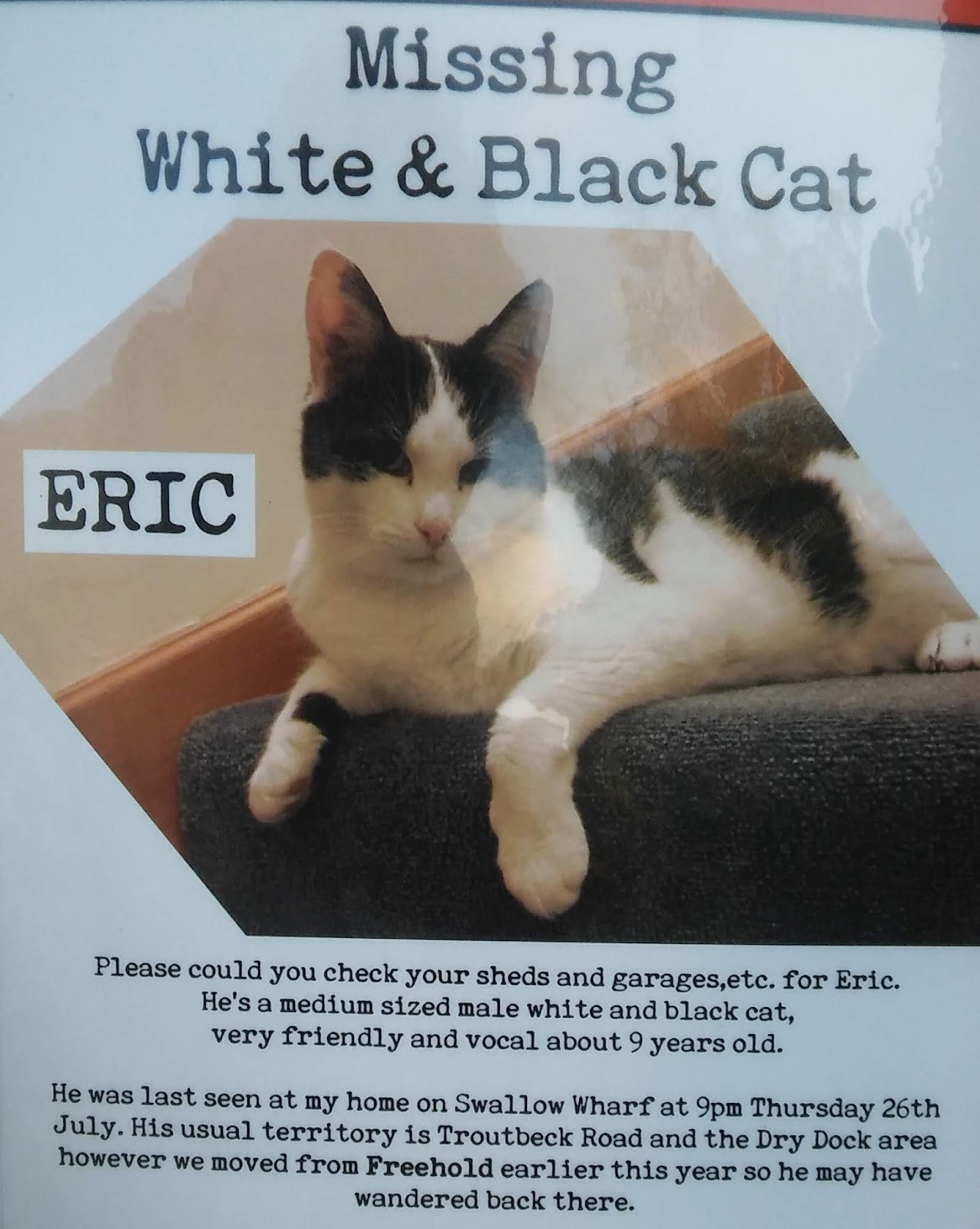 Lancaster & Morecambe Pet Search Lost Cats