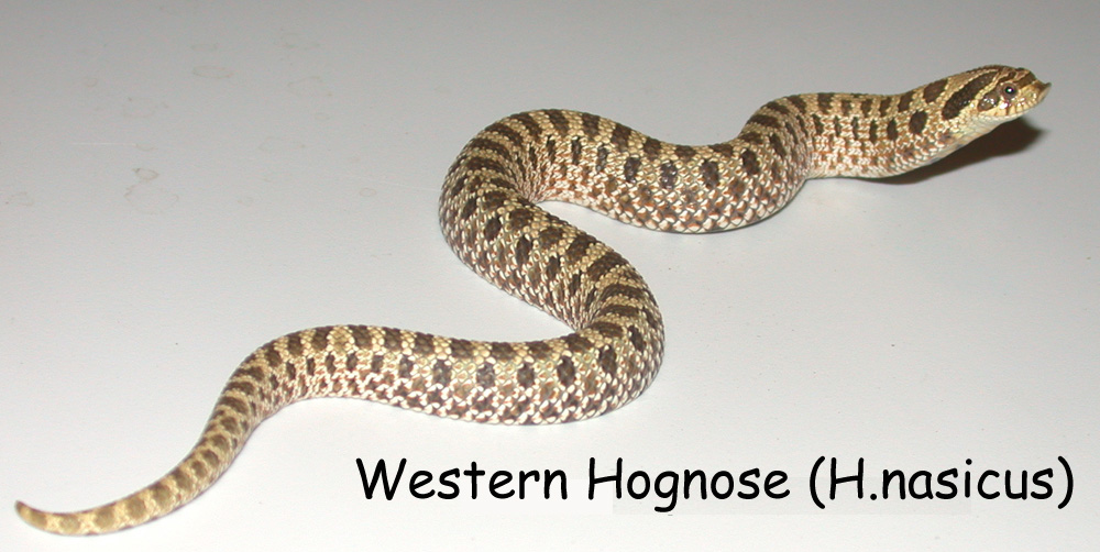 Snakes: WESTERN HOGNOSE SNAKE