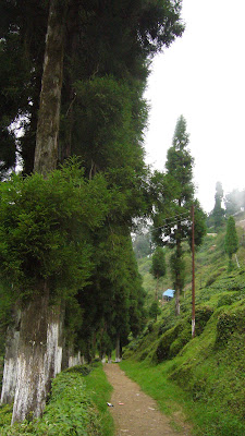 Darjeeling tea estate, Darjeeling pictures, Darjeeling India