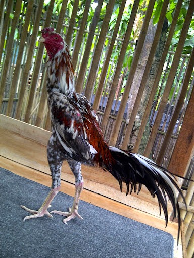 Penampakan Nyata Ciri Ayam Jago Berkelas Dowload Gambar