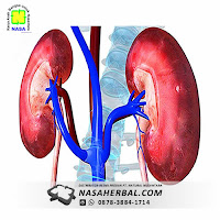 Fungsi Ginjal, Organ Penting Dalam Tubuh Fungsi Ginjal, Organ Penting Dalam Tubuh