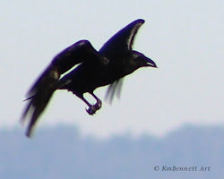 crow bird photograph nature lesson flying